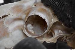 Photo Textures of Mouflon Skull 